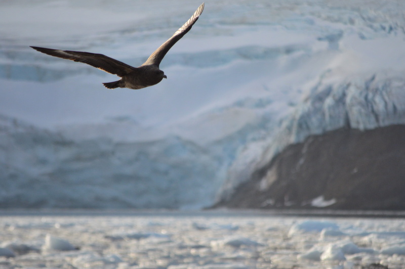 no people, wild, vertebrate, zing, landscape, mountain, flying, outdoors, spread wings, ice, sky, cold, animal themes, birds, skua, flight, animal wildlife
