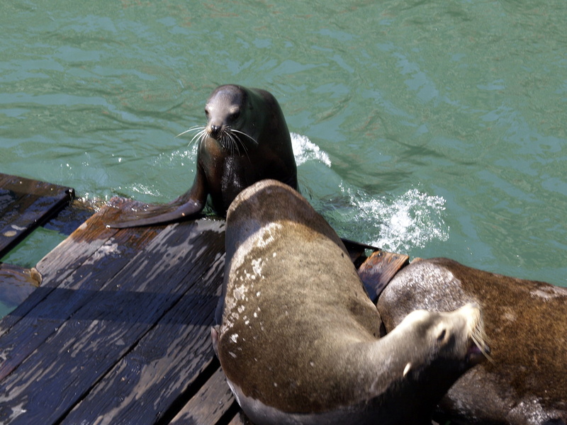 animal wildlife, natural, aquatic mammal, ecosystem, ocean, mammal, sea lion, swim, swimmer, resting, no people, fish, wood - material, zoo, endangered