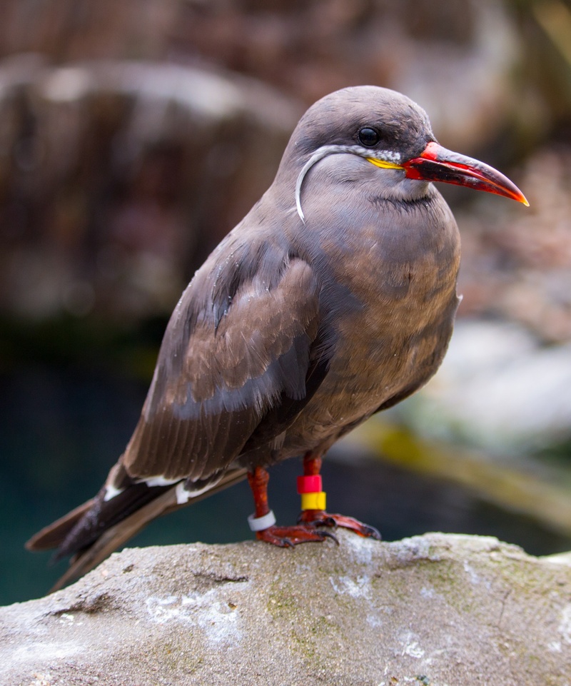 nature, animal, inca, rock, tern, wildlife, 2K, looking, vertebrate, focus on foreground, animals in the wild, outdoors, bird watching, antarctic, seabird