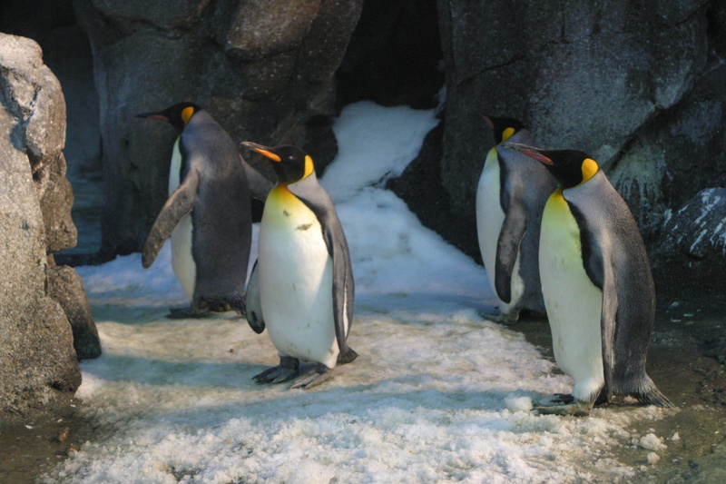 front view, ocean, iceberg, wildlife, vertebrate, wild, frost, animal wildlife, penguin, no people, marine, frozen, antarctic, ice, wings, two animals