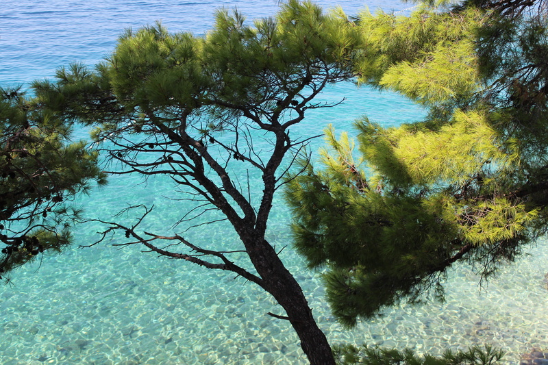 brela, outdoors, reflection, tranquility, day, scenics - nature, beach, croatia, sea, trees, pine, water, plant, 5K, beauty in nature, fresh, no people