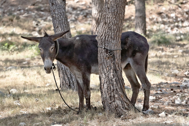 mediterranean, animals in the wild, land, outdoors, plant, croatia, europe, field, animal wildlife, day, tree trunk, donkey, trunk, herbivorous, dalmatia