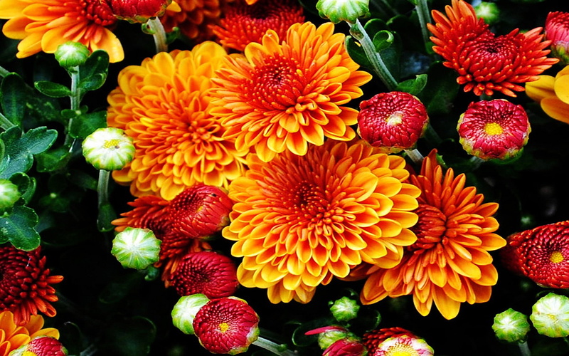 colored, flowers, color, hd, garden, mums, 2K, beautiful, fall