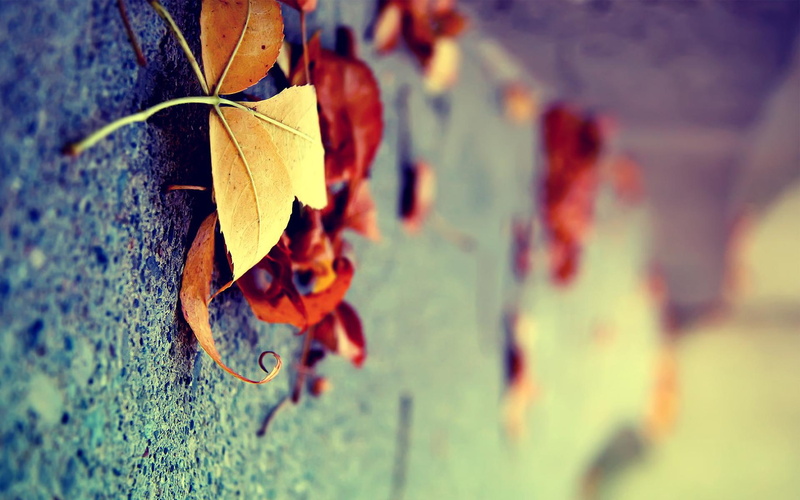 beautiful, cool, tree, 3d and abstract, nice, 1080P, leaf, fine, winter