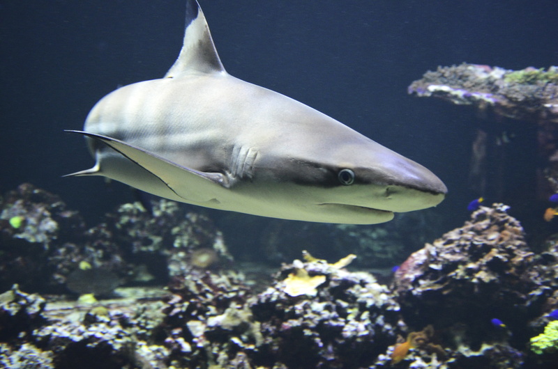 no people, swimming, close-up, scuba Diving, shark, blue, animals in the wild, water, reef, wildlife, predatory fish, undersea, animal themes, underwater