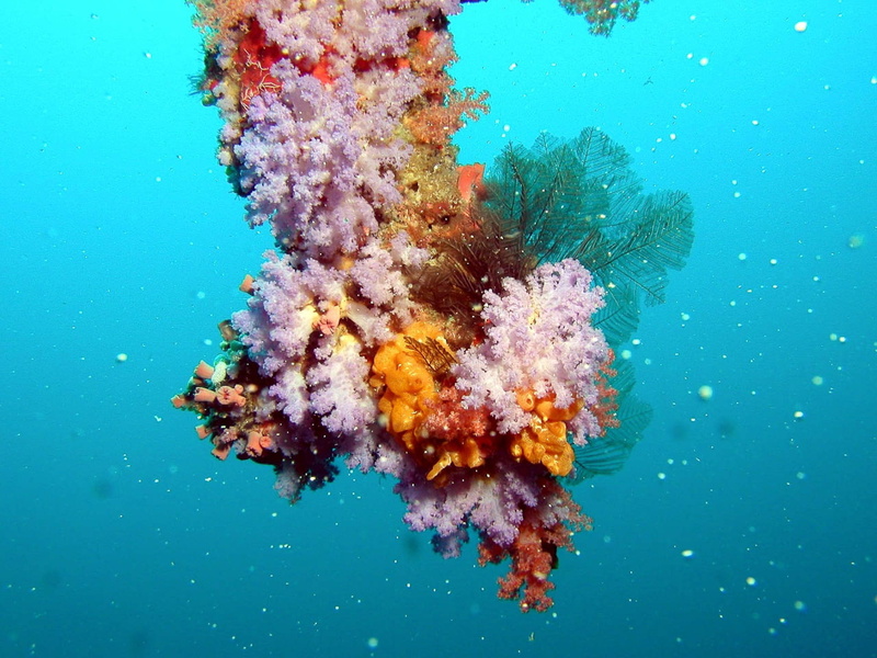 animal, 1080P, blue, animals in the wild, swimming, reef, pink, underwater, orange, ecosystem, corals, water, wildlife, no people, maldives, animal wildlife