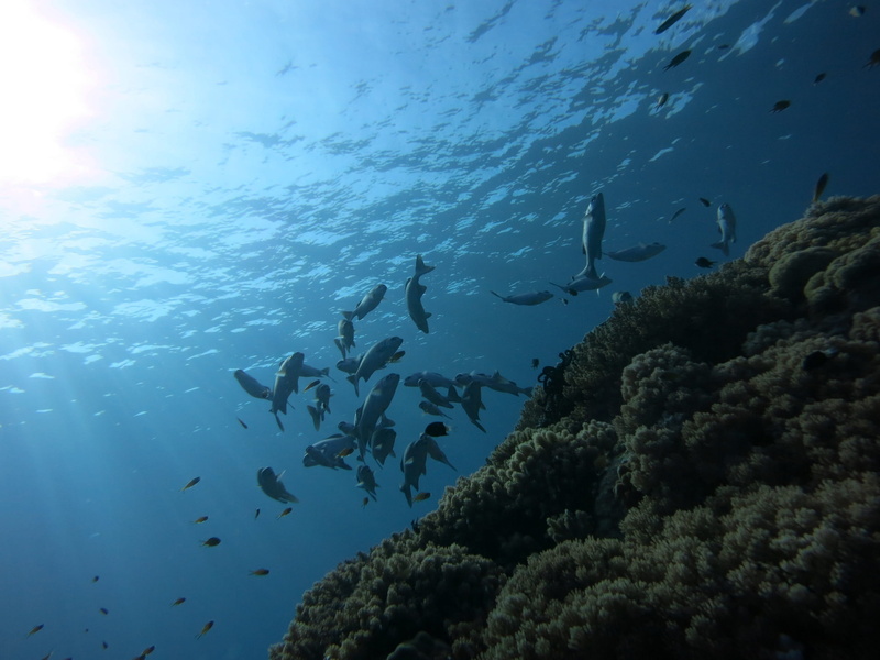 swimming, ecosystem, marine, sea Life, outdoors, underwater, animal, animals in the wild, Haemulidae, fish, water, fishes, daytime, vertebrate, dive, sea
