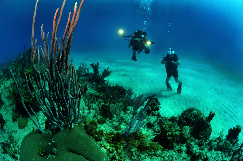 adventure, undersea, excitement, scuba Diving, animal wildlife, invertebrate, beautiful, 2K, underwater, photo, water, divers, lights, fish, marine, camera