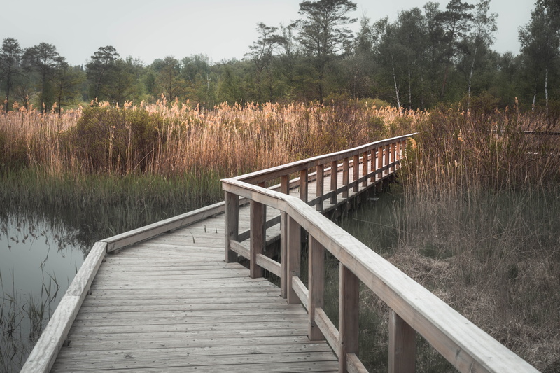 direction, connection, land, plant, swamp, mood, emlpt, boardwalk, pond, the way forward, wood, landscape, beauty in nature, railing, non-urban scene, growth