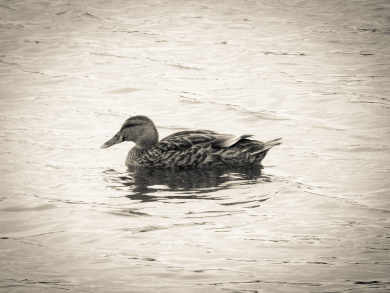 black and white, bird, animals in the wild, waterfront, animal family, day, swimming, 4K, nature, rippled, water bird, lake, one animal, animal, floating on water
