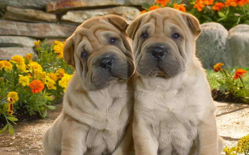 chinese, 1080P, purebred Dog, friendship, puppy, plant, pei, looking at camera, shar pei, outdoors, folds, day, no people, brown, flowers, domestic, gray