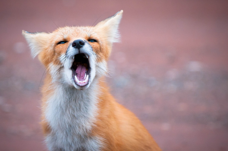 Green Gables, animal, selective, wild, focus, selective focus, teeth, fur, mammal, Prince  Edward  Island, cute, photography, GS, red, fox, Red Fox, pei