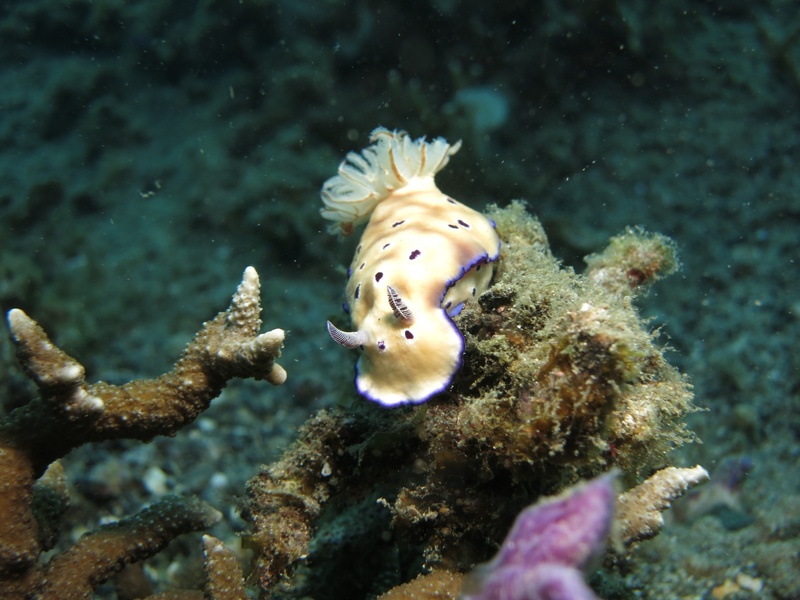 coral, environment, slug, close-up, nudi, outdoors, animal, creature, photography, macro, scuba, diving, sea, animal themes, vertebrate, undersea, 2K