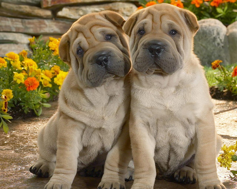 brown, mastiff, domestic Animals, wrinkled, looking at camera, animal, two, dogs, outdoors, sitting, nature, grass, flowering plant, canine, young animal