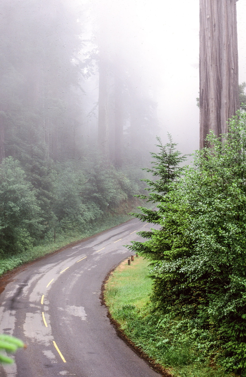 nature, land, redwoods, ecology, park, outdoor, forest, trees, scenics - nature, branch, redwood, redwood tree, leaf, day, mist, landscape, environment