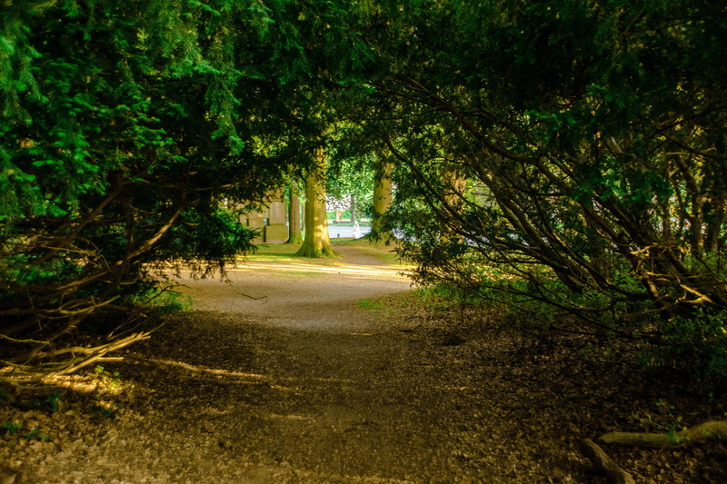 5K, footpath, tree canopy, diminishing perspective, landscape, Forest, foliage, Passageway, woodland, land, no people, outdoors, scenics - nature, tree