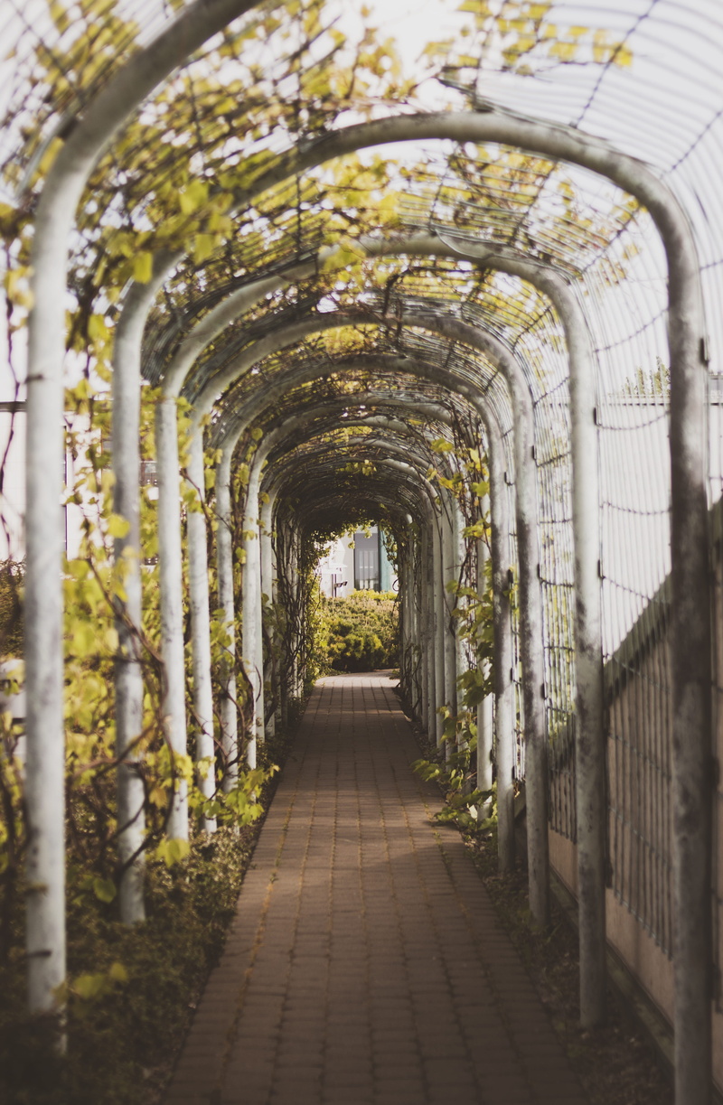 architectural column, tree, landscape, diminishing perspective, the way forward, nature, wood, arcade, no people, 5K, guidance, urban, alley, garden, rustic