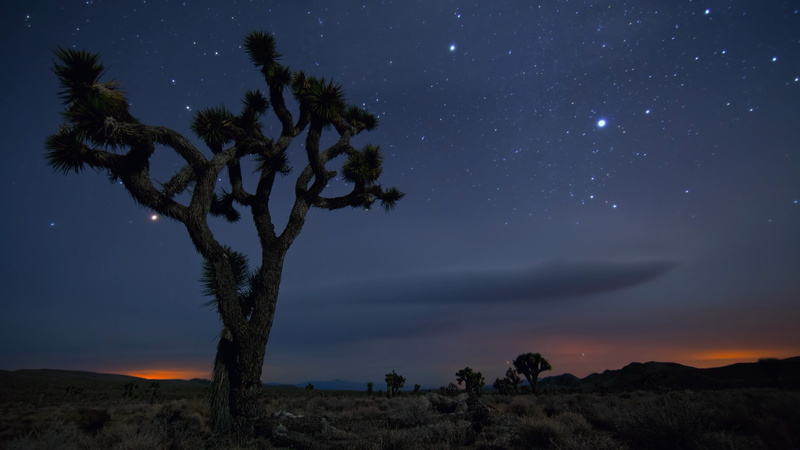Joshua Tree National Park, outdoors, 4K, Mexico, USA, Tree, sky, tranquil scene, beauty in nature, non-urban scene, Stars, nature, growth, no people, Sand