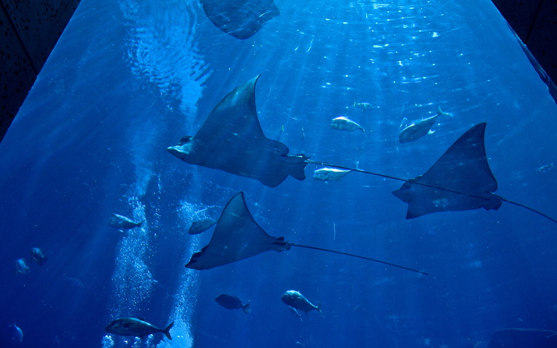 2K, hd, animals, stingray, underwater, blue