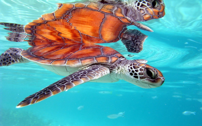 animal, animal wildlife, outdoors, background, undersea, sea life, swimming pool, animal themes, marine, turquoise colored, no people, honu, one animal