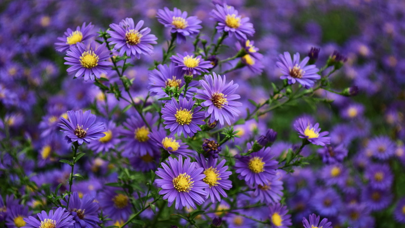 wallpapers, mobile, plants, flowers, ornamental, asters, tablet, 1080P, yellow, purple, phones, asteraceae, desktop, computer, family