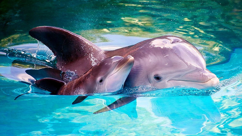 mother, sea, dolphin, hd, baby, 1080P, desktop, animals