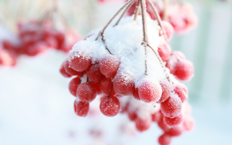freshness, snow berry, macro, 2K, raspberry, ripe, berry Fruit, fruit, christmas, selective focus, branch, white, frost, frozen, ice, nature, season, gourmet