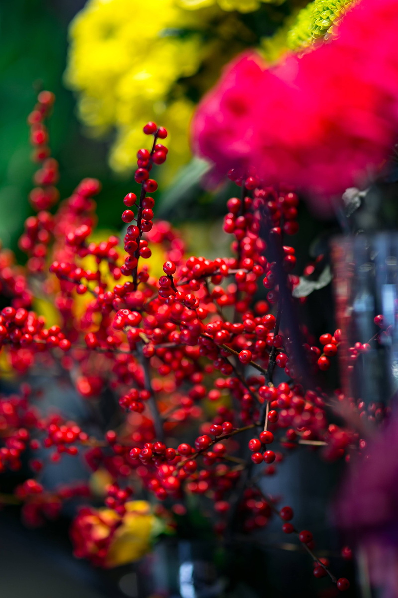 day, freshness, growth, 4K, nature, flower Head, outdoors, arrangement, vulnerability, flowering plant, flora, tree, selective focus, rowan, food and drink