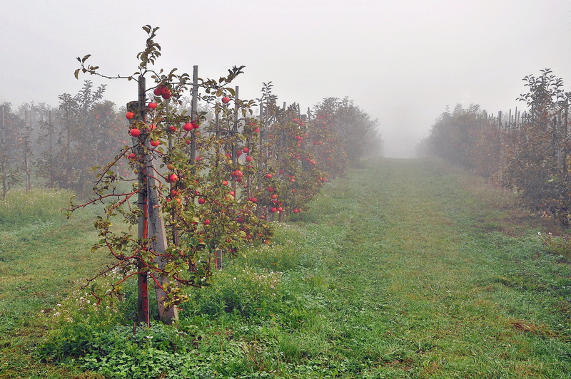 food, sky, collections, healthy food, fruitful apple tree, fruit, outdoors, field, green food, food and drink, sad, no people, scenics - nature, tree, agriculture