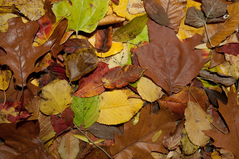 eco, falling, natural condition, 4K, environment, high angle view, wood, garden, autumn, close-up, dry, nature, day, environmental, eco-friendly, no people