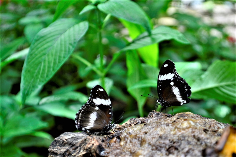 black color, butterfly, plant, fresh, yellow, lovers, color, sitting, animal wing, green, beetle, biology, friendly, day, natural, close-up, animal, clean
