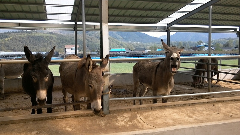 domestic, herbivorous, domestic animals, day, 2K, hong quan, nature, animal pen, livestock, indoors, mammal, animal wildlife, no people, vertebrate, animal themes