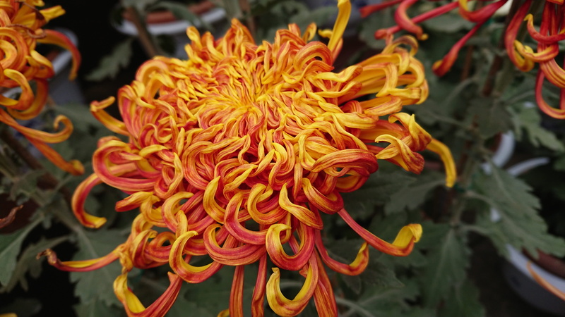 beauty in nature, freshness, flowering plant, yellow, vulnerability, close-up, focus on foreground, petal, plant, no people, china, flower head, flower arrangement