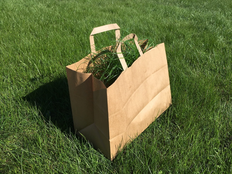 package, plant, sunny, paper, sunlight, brown, land, shadow, field, spring, waste, leaf, bag, green color, gardening, outdoor, background, environmental conservation
