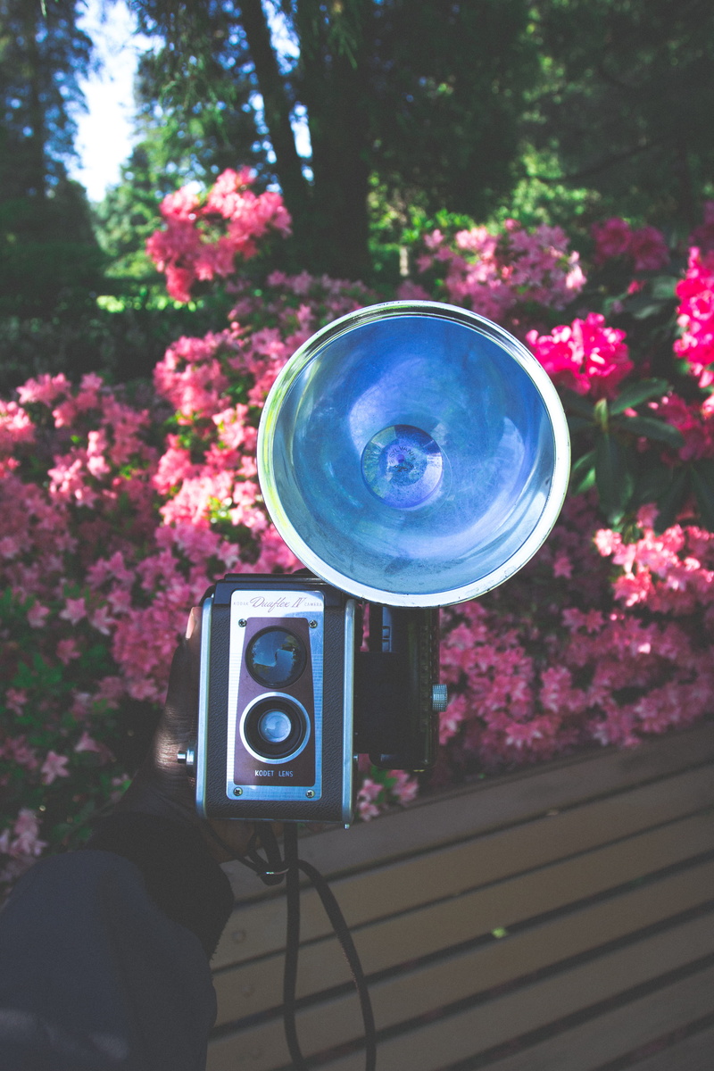 gorgeous, old, outdoors, communication, antique, camera, technology, close-up, beautiful, flowering plant, day, forest, nature, no people, pink, trees