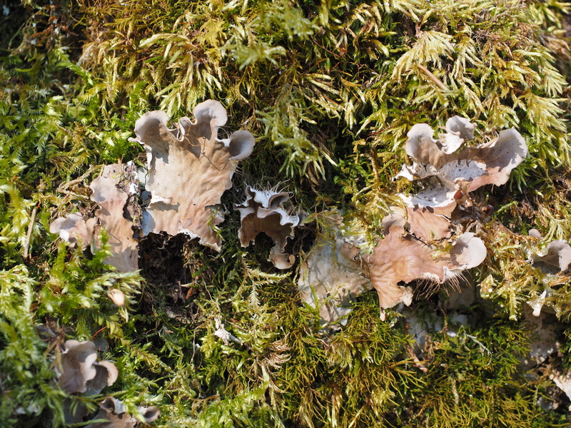 day, 4K, Curled, craterellus, chanterelle related, Moss, curled crater elle, green color, leaf, Crater, crater elle, vegetable, Elle, plant, craterellus sinuosus