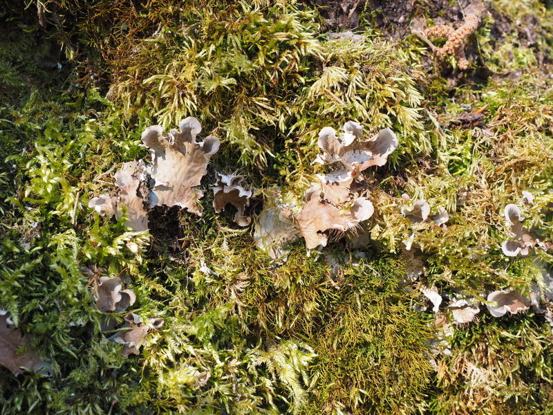 fungus, freshness, field, toadstool, cantharellaceae, forest floor, beauty in nature, tranquility, mushrooms, chanterelle related, pseudocraterellus undulatus