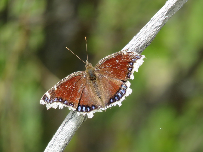 day, Butterfly, Insect, animal, macro, moth, close-up, animals in the wild, invertebrate, plant, tree, nature, 4K, outdoors, insect, one animal, summer