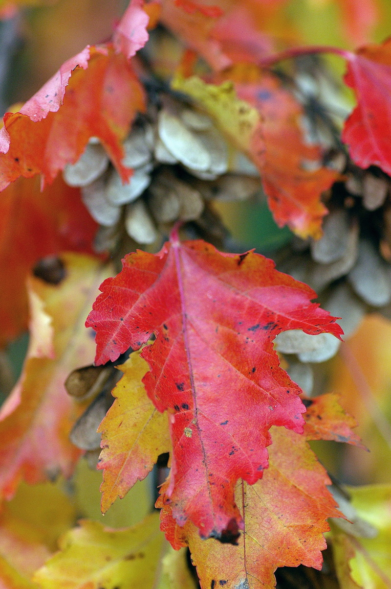 natural condition, seasons, plant part, orange, selective focus, outdoors, growth, vulnerability, gold, autumn, nature, trees, red, beauty in nature, fall