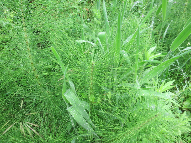 outdoors, raindrop, blade of grass, schaftheu, drop, plant, meadow, no people, day, field horsetail, grass, fragility, cat wedel, ponytail, 4K, nature