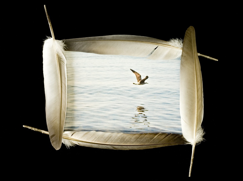 animals in the wild, bird, animal, no people, sea, animal body part, relaxation, beige, blank, nature, cut out, white color, copy space, one animal, border