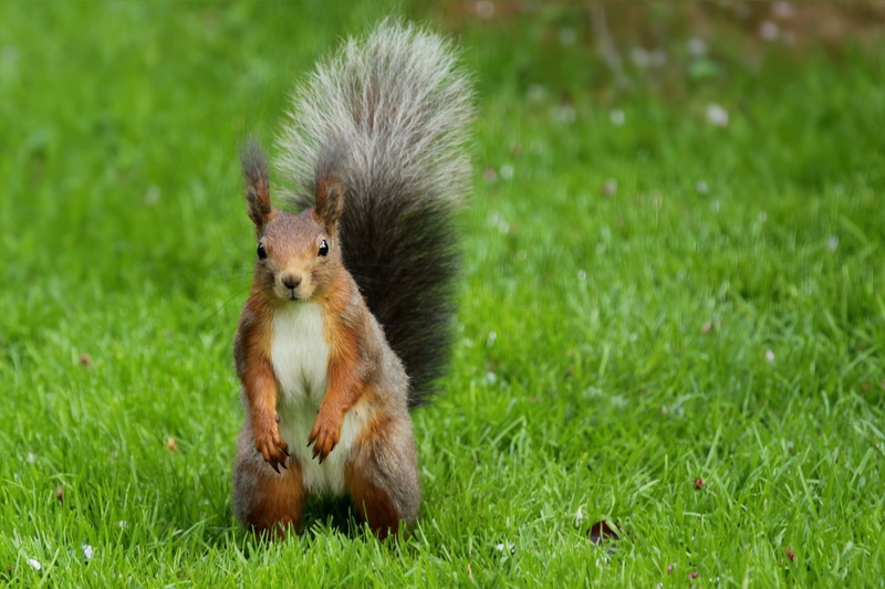 plant, selective focus, animal wildlife, garden, possierlich, no people, green color, field, rodent, outdoors, vertebrate, nature, summer, young animal