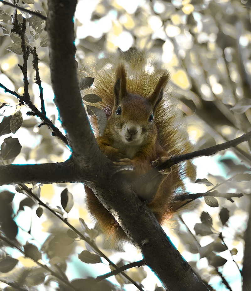 mammal, rodent, tree, no people, vertebrate, one animal, plant, squirrel, day, animal themes, verifiable kitten, animal wildlife, zoology, time of year