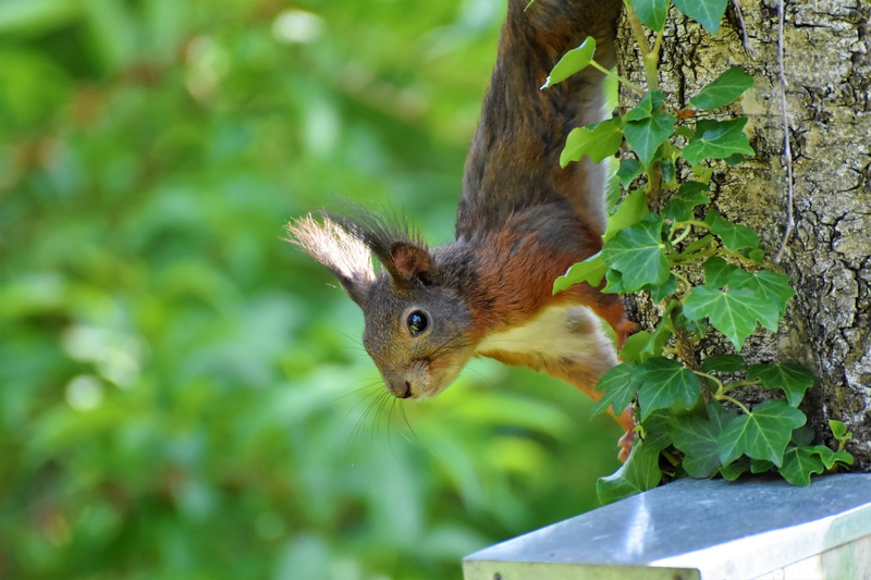 outdoors, bird, mammal, nager, leaf, rodent, nature, foraging, brown, squirrel, garden, 5K, animal, plant, no people, one animal, animal themes, forest