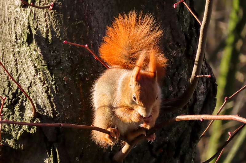 nager, animal, animals in the wild, croissant, curious, plant, vertebrate, eating, tree, tail, cute, hazelnut, day, 5K, mammal, rodent, squirrel, animal themes