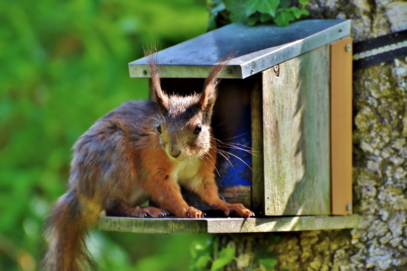 railing, forest animal, no people, foraging, day, nager, focus on foreground, squirrel, food, verifiable kitten, outdoors, animal world, sweet, creature