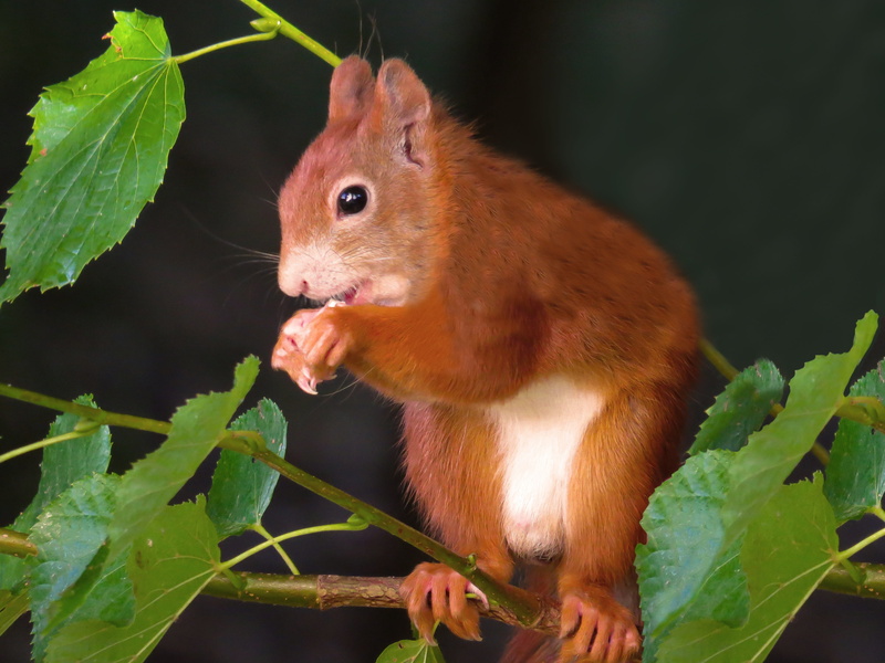 tail, animal, animals in the wild, animal themes, rodent, plant part, mammal, nager, plant, one animal, attention, outdoors, vigilant, ears, cute, cheeky