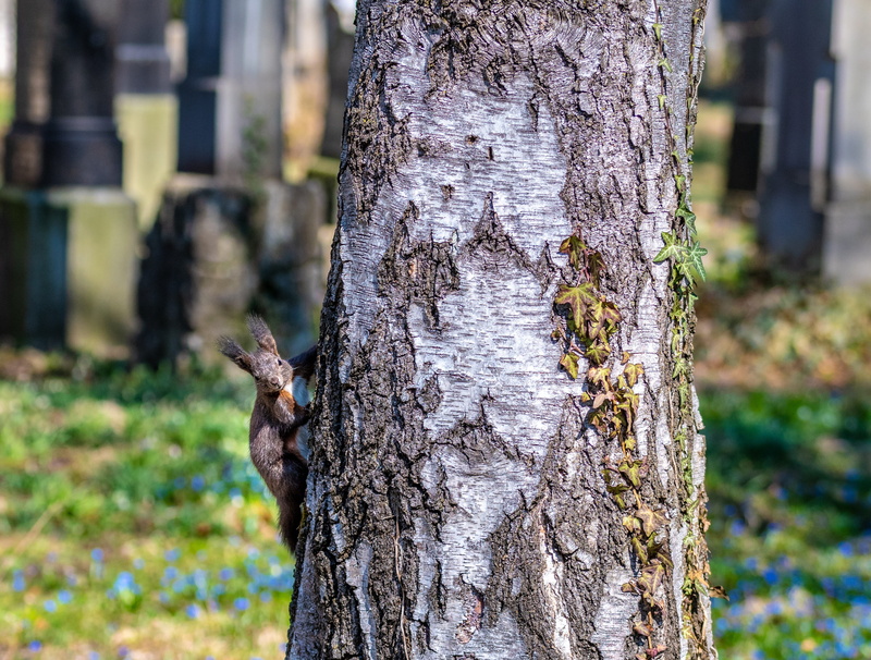 natural pattern, textured effect, plant bark, cute, rough, tree, day, trunk, bark, beauty in nature, lichen, outdoors, verifiable kitten, textured, mammal