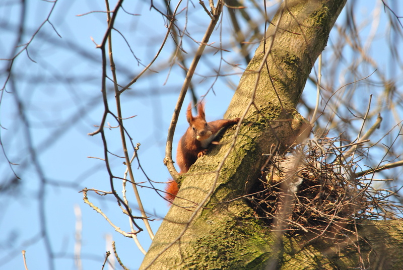 wild, no people, funny, focus on foreground, foraging, animal themes, red, low angle view, day, sky, wood, squirrel, autumn, vertebrate, garden, animals in the wild