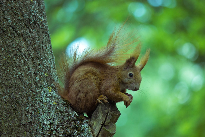 nager, foraging, forest, animal world, animals in the wild, tree, focus on foreground, 5K, verifiable kitten, animal themes, rodent, animal, close-up